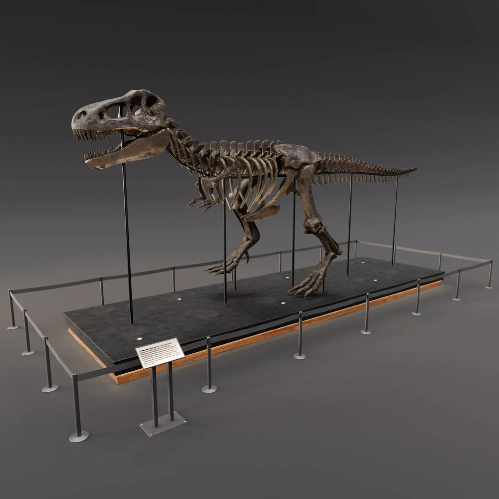 Tyrannosaurus Rex Fossil