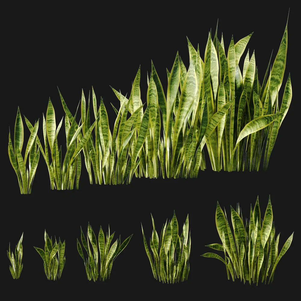 Snake Plant Collection (Sansevieria)