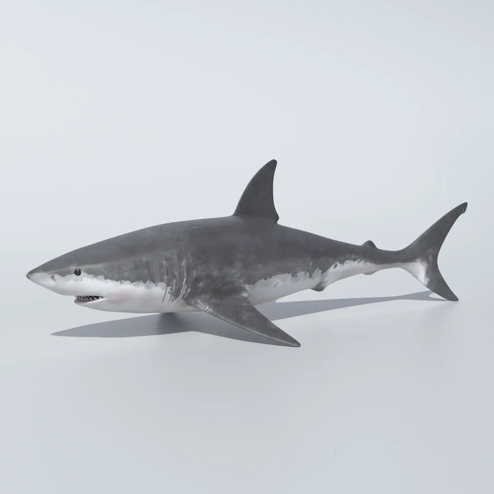 Realstic Animated Shark