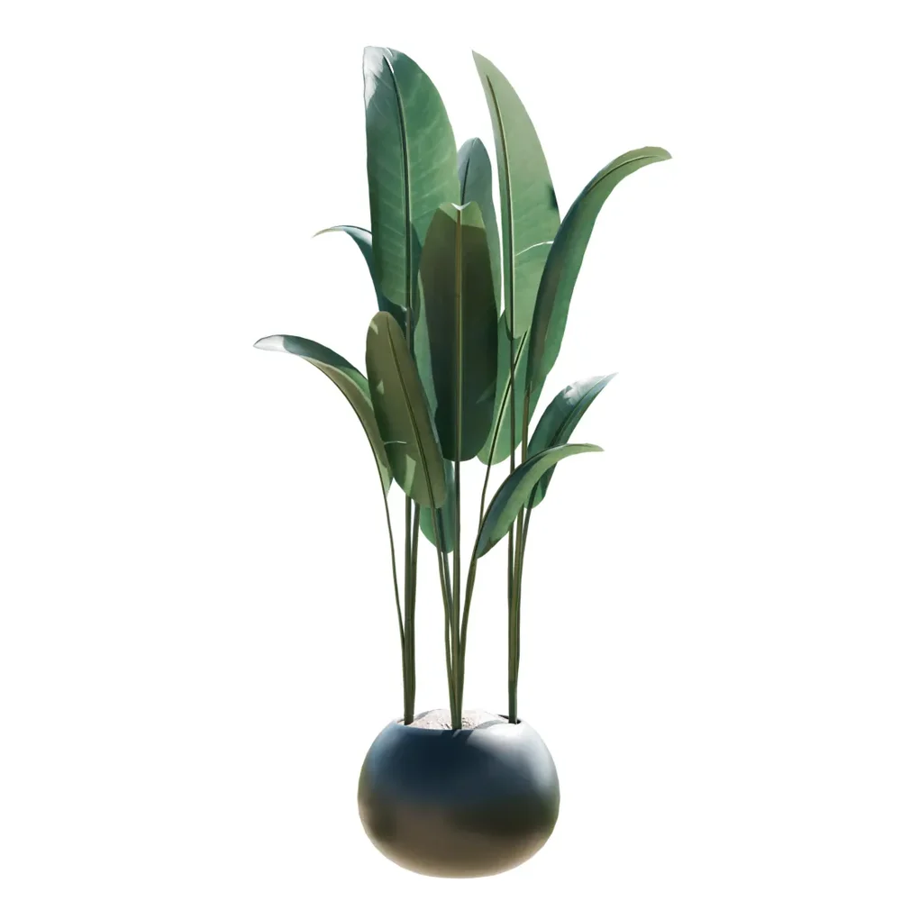 Indoor Plant Bird Of Paradisebird
