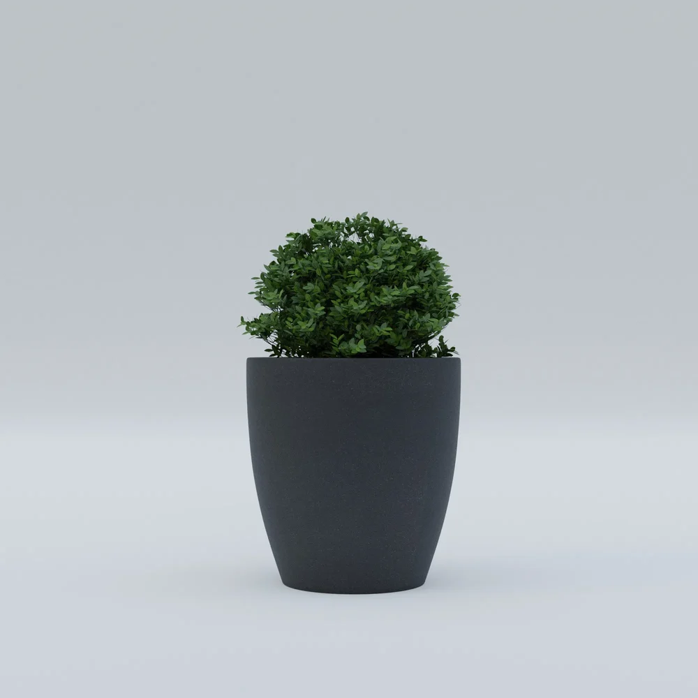 Boxwood Plant