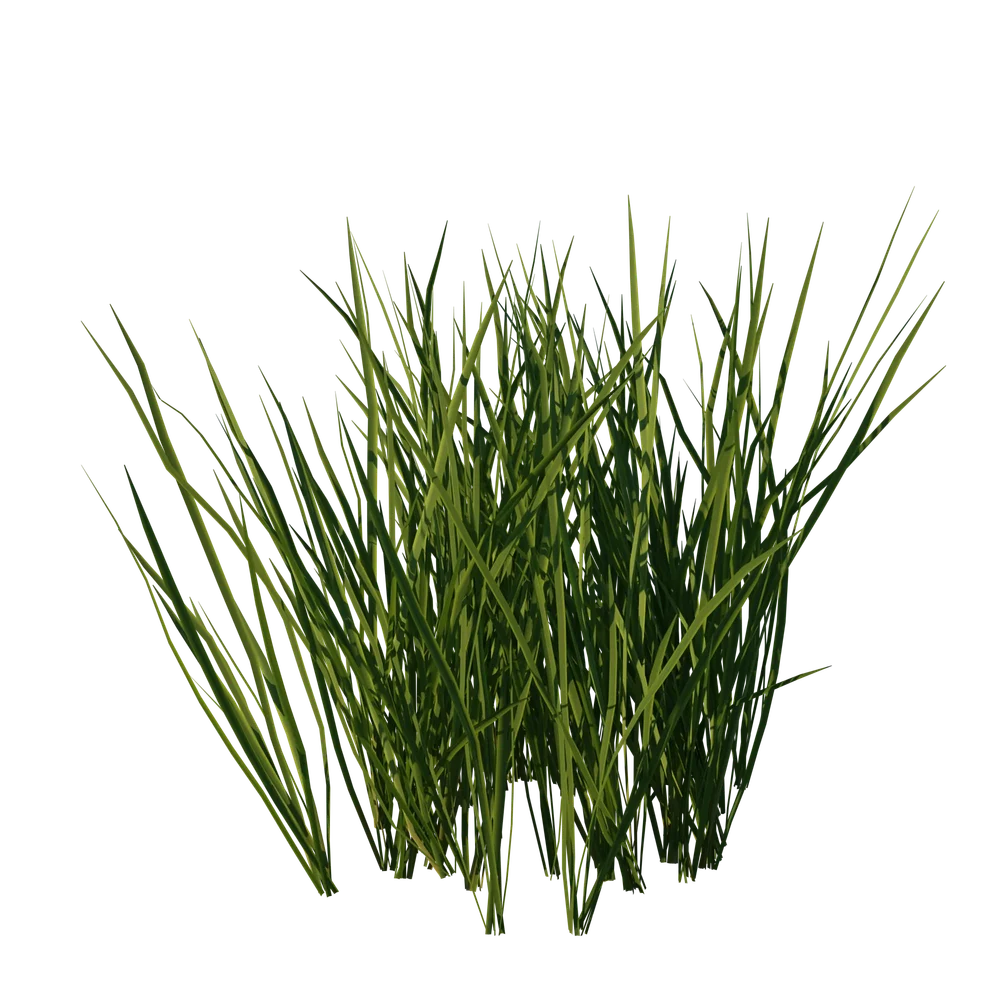 Wild Grass Patch