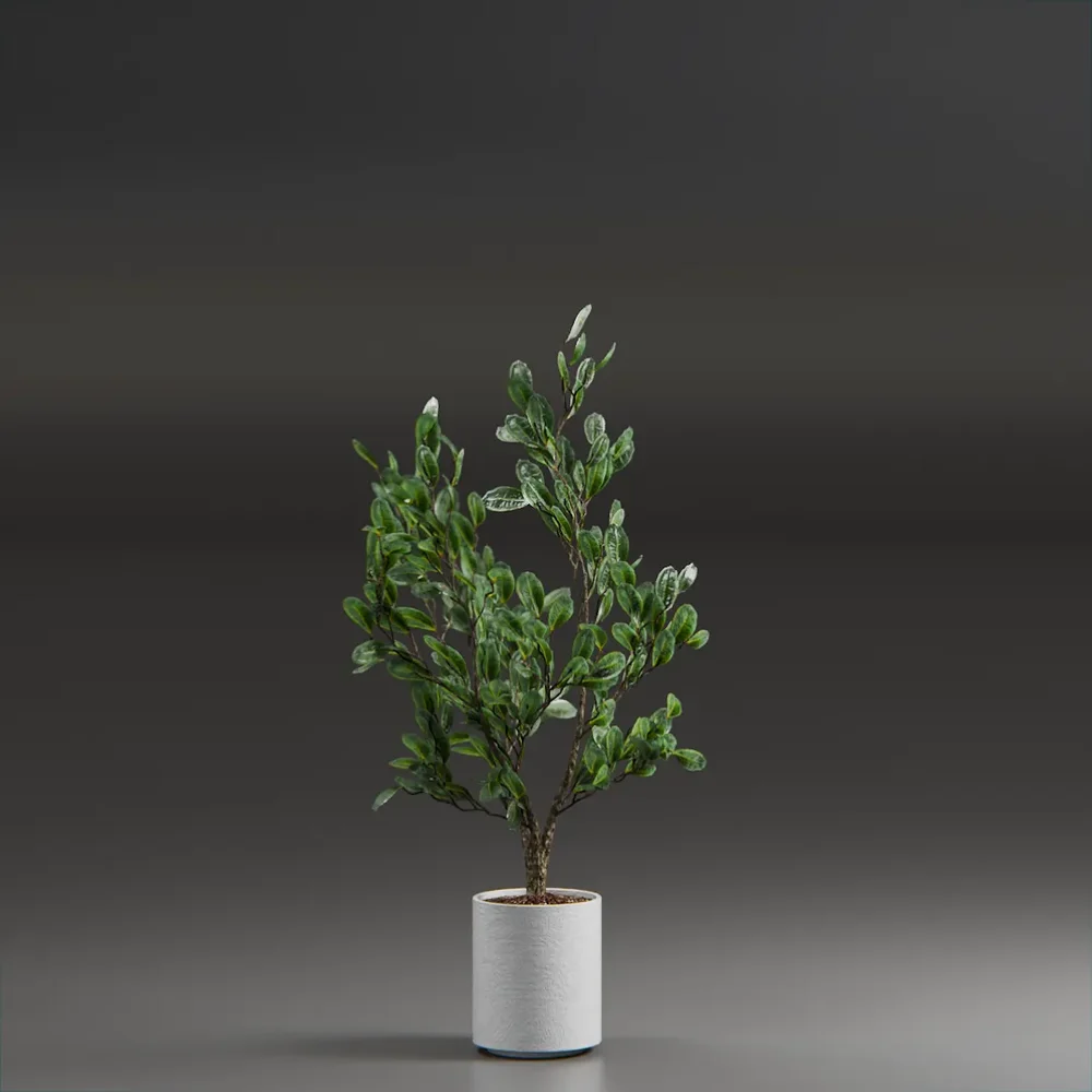 Indoor Plant Variation