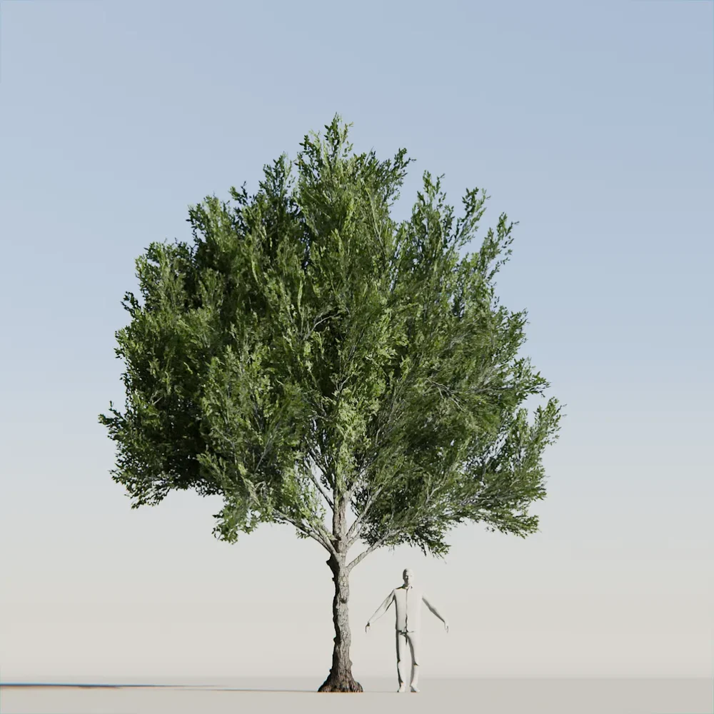 American Beech Tree Variation Low Poly