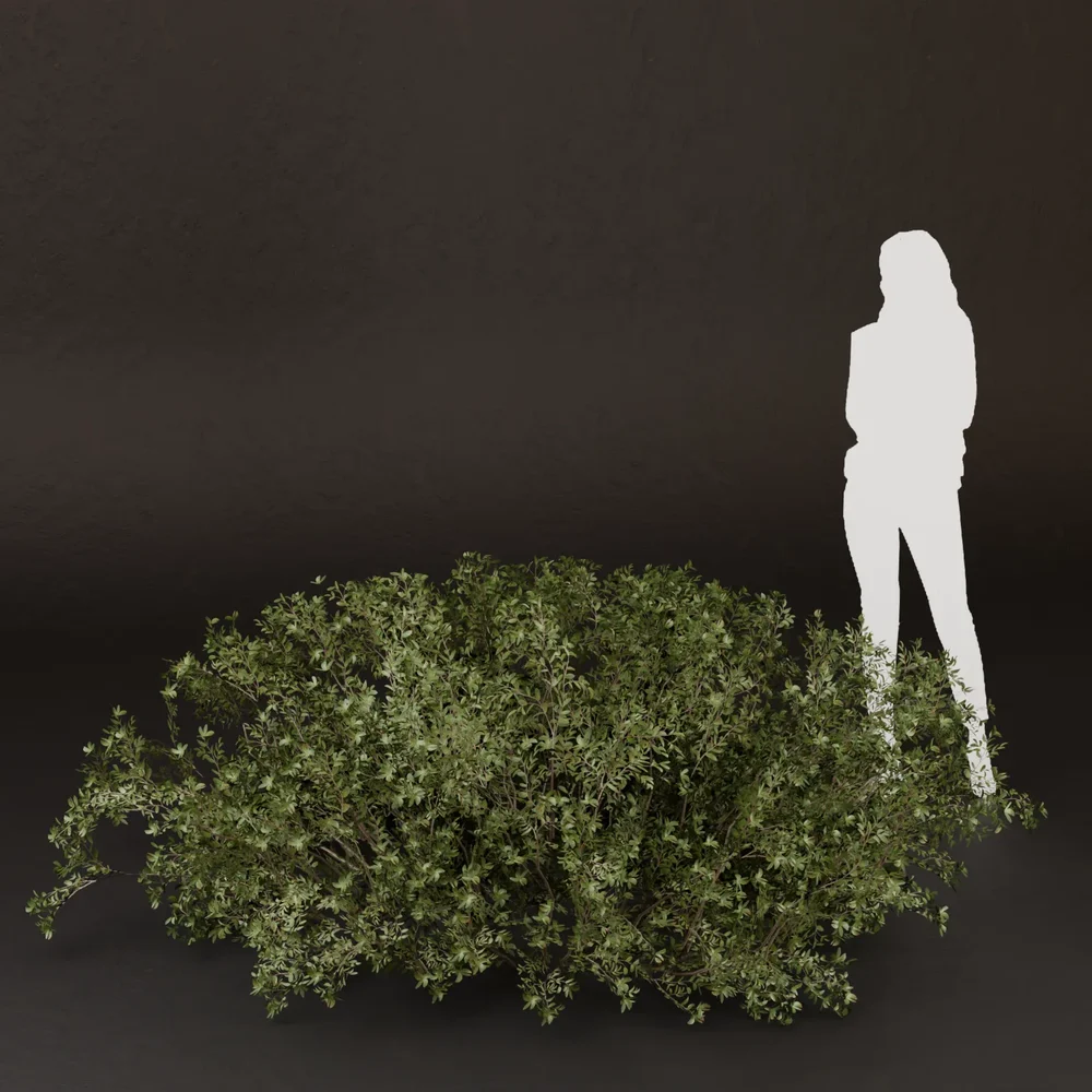 Sj-Tiny Leaf Texture Bush