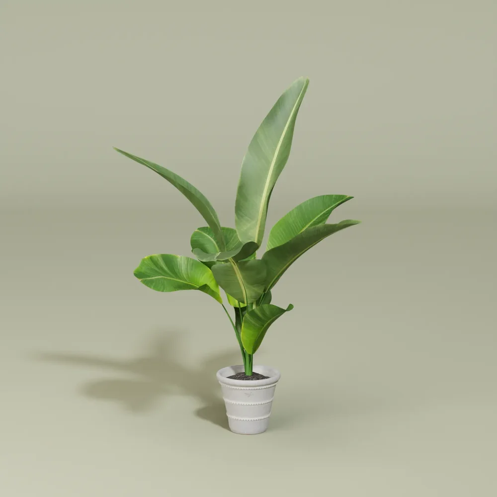 Banana Plant