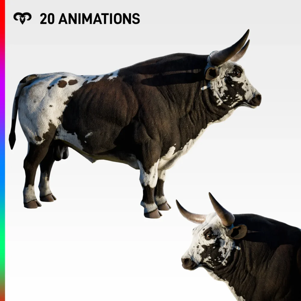 Bull Animated