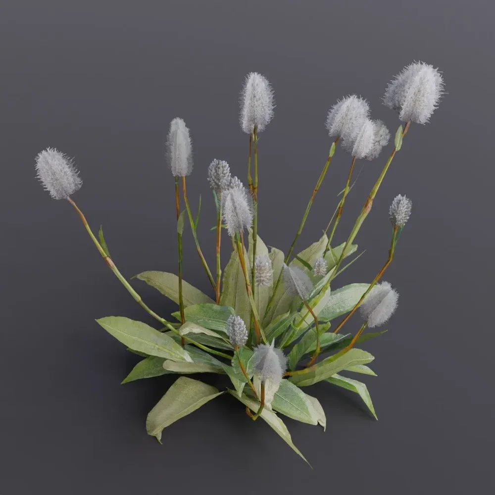 Plant Bistortoides Medium