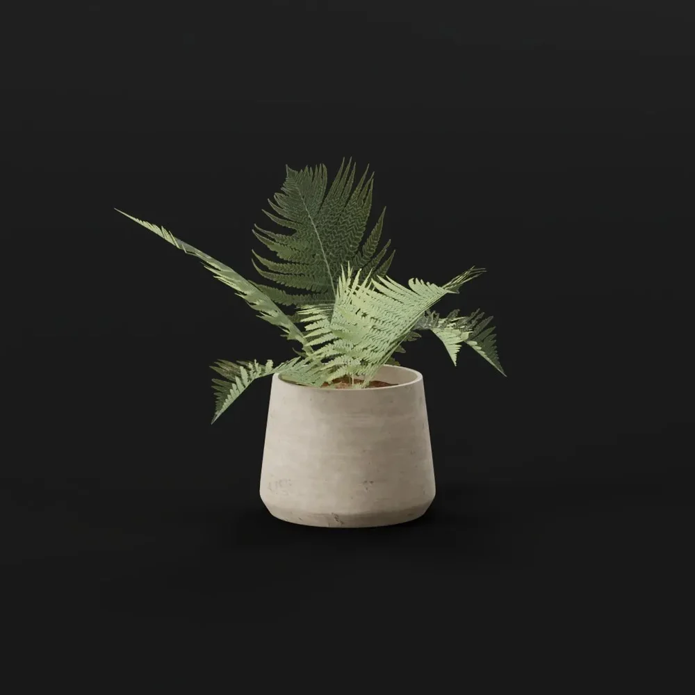 Lady Fern Young Potted