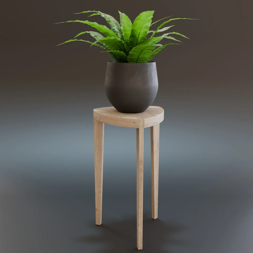Bird's Nest Fern Indoor Plant