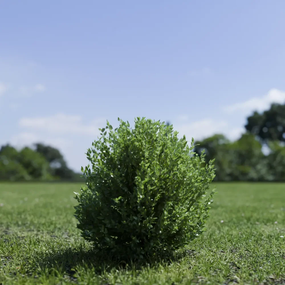 Shurb - Buxtussempervirens Boxwood