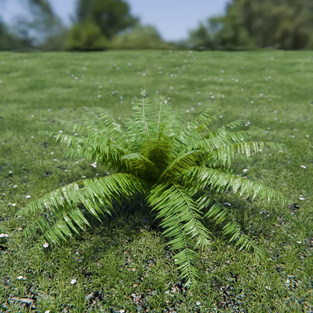 Hard Fern