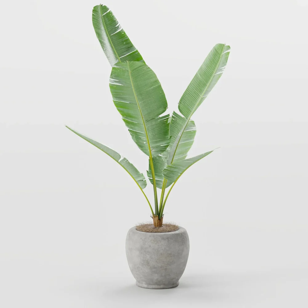 Banana Plant