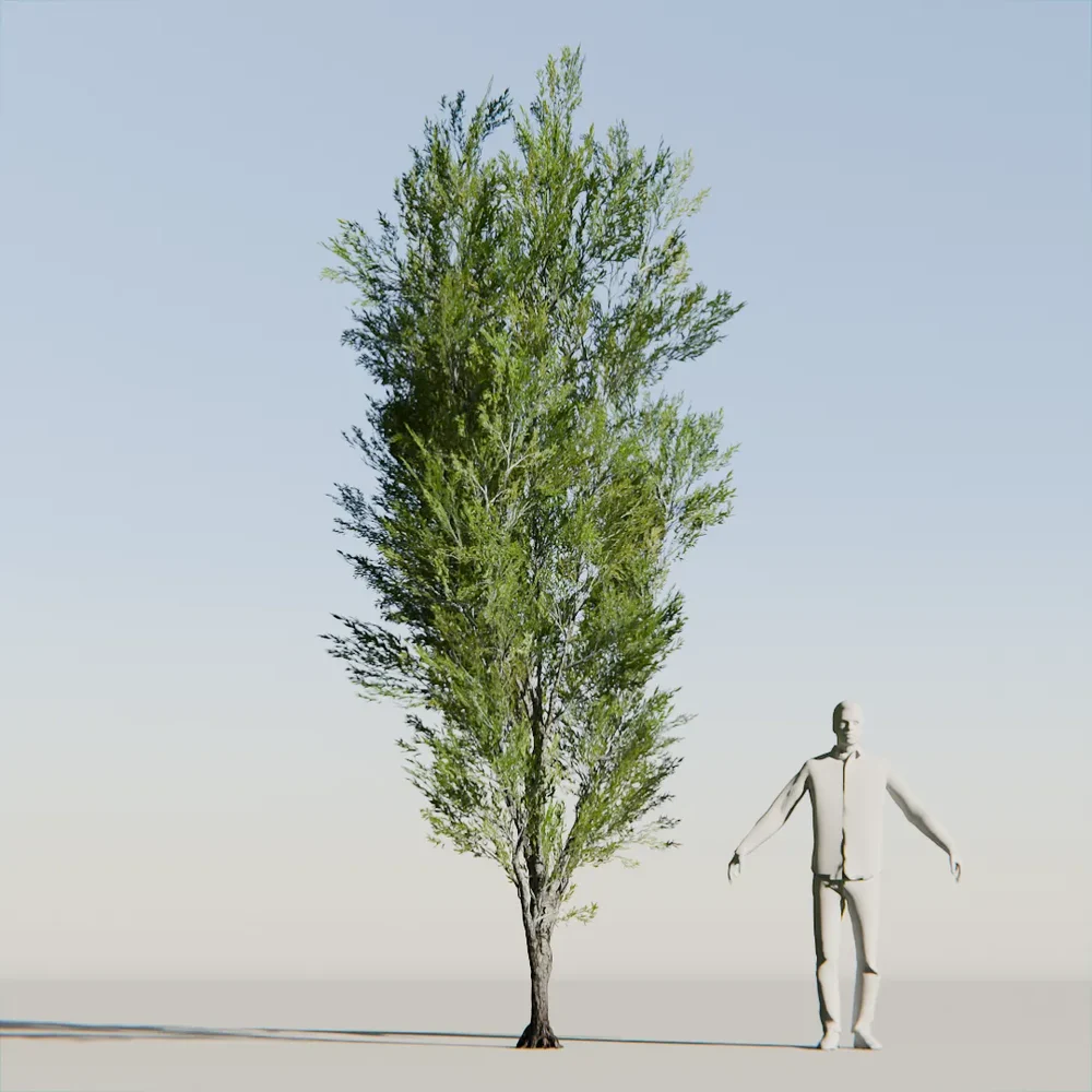 Coral Bark Tree Animated Lowpoly