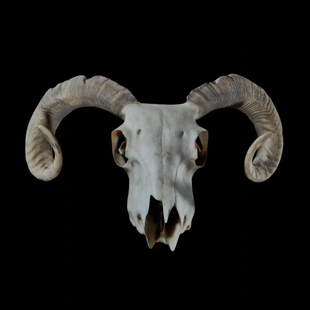 Ram Skull