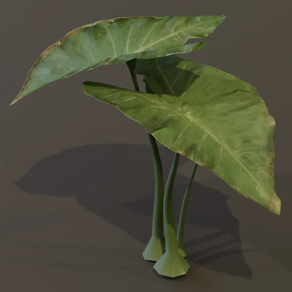 Elephant Ear Taro Plant Sprout Var