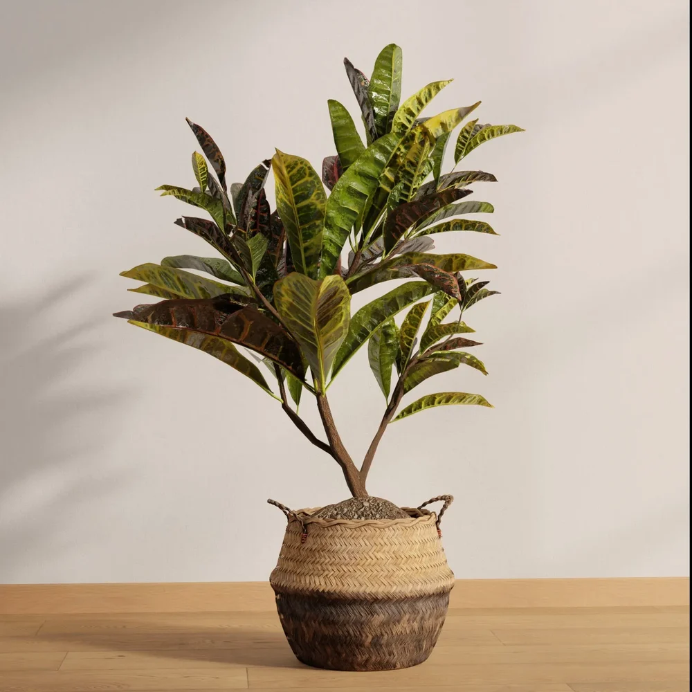 Croton Plant In Woven Basket