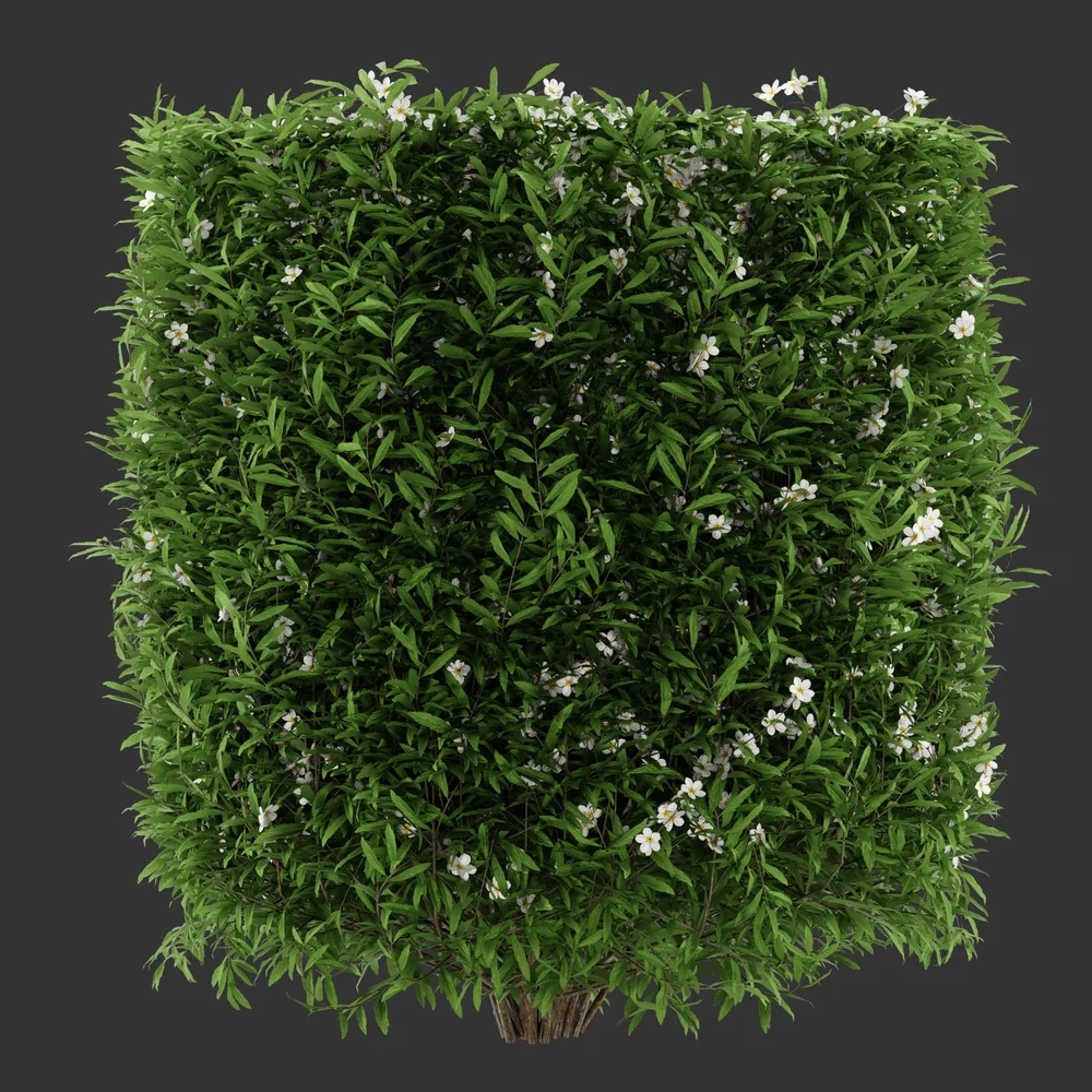 Cylinder Flowering Bush Q