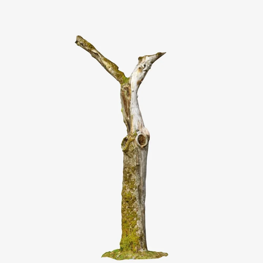Dead Tree Pbr Scan Big