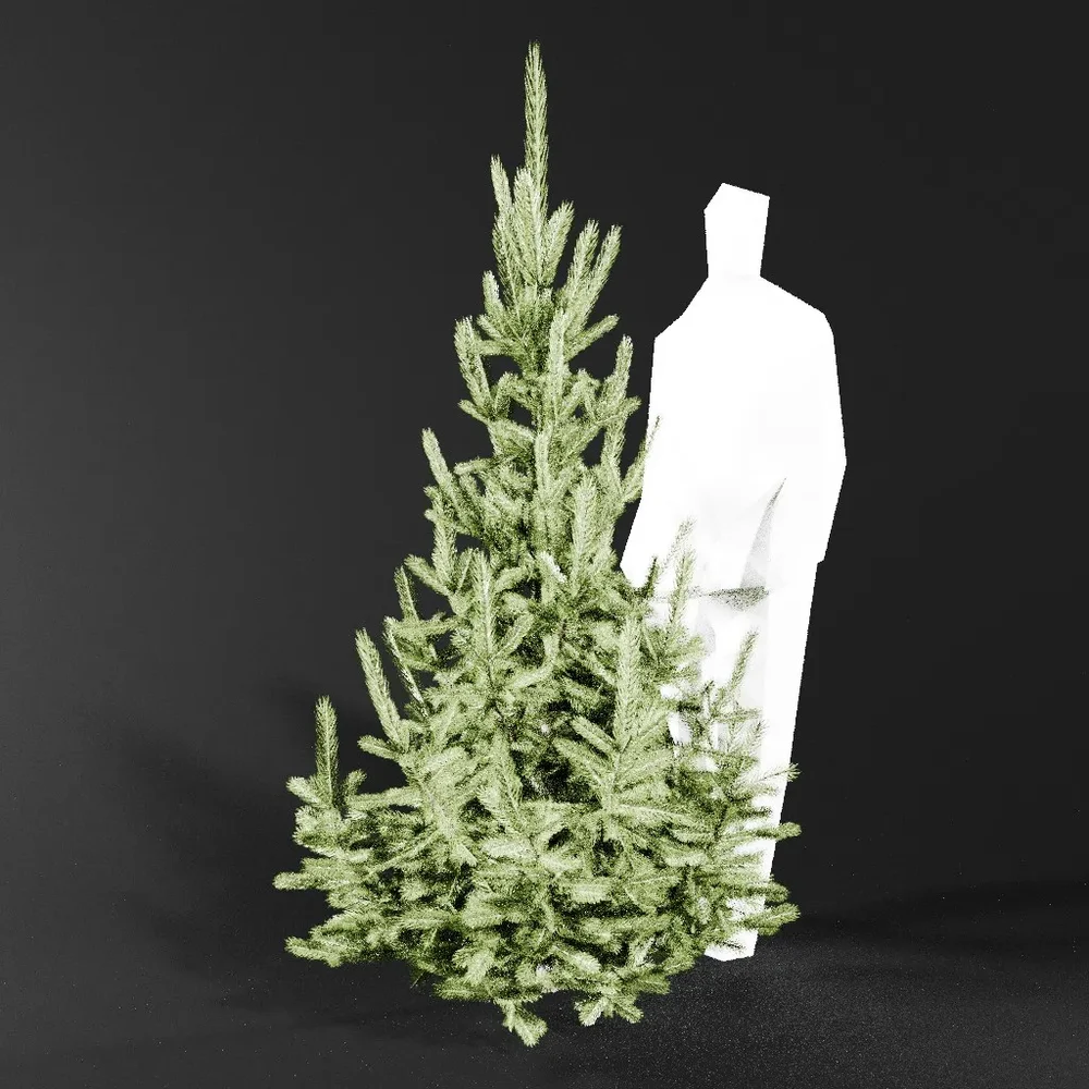 Norway Spruce Picea Abies 2.0m