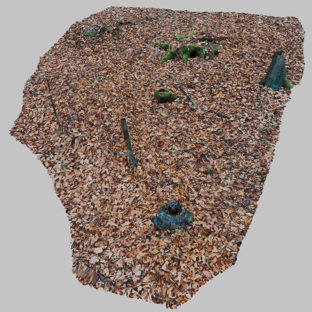 Forest Ground Leaves Photoscan
