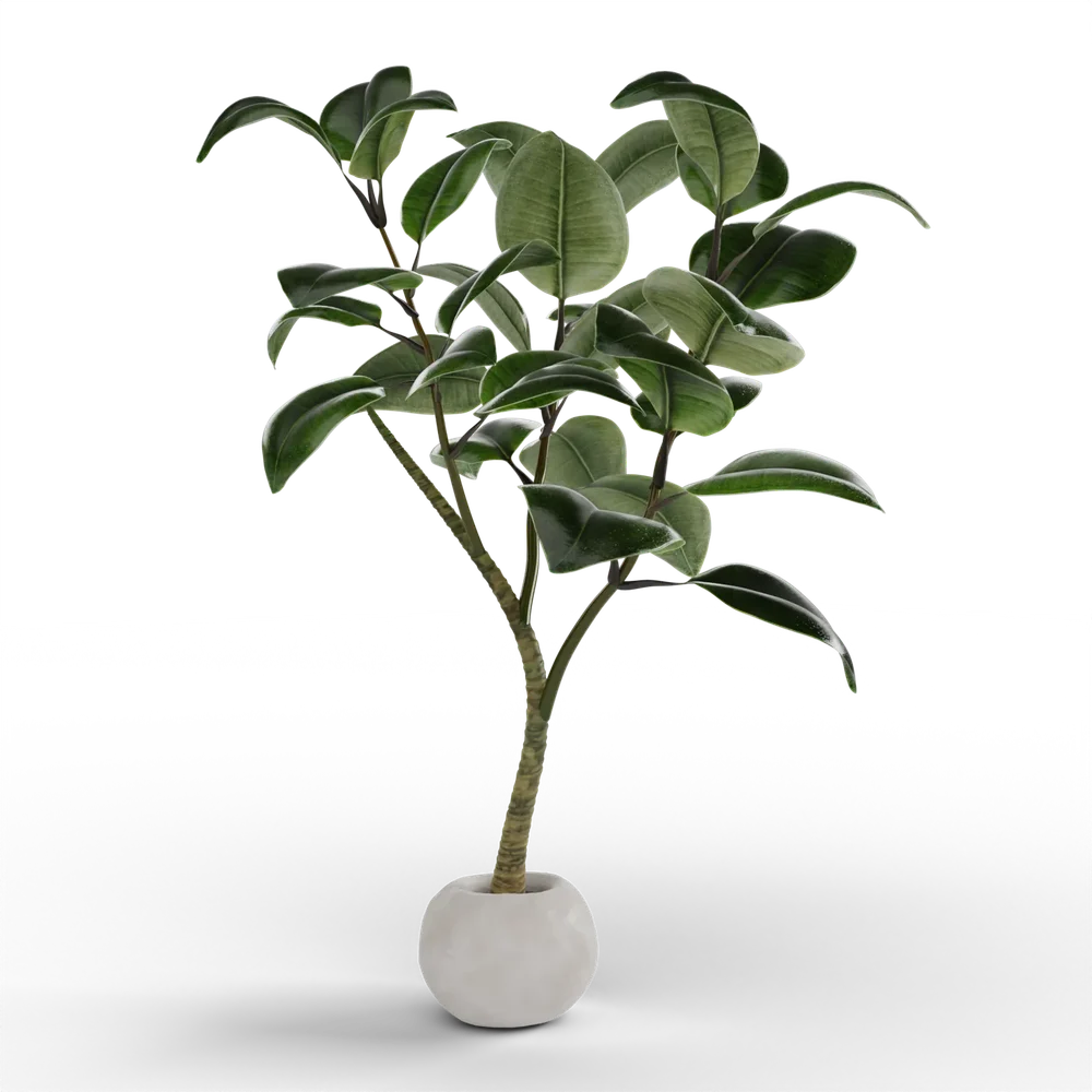 Ficus Elastica