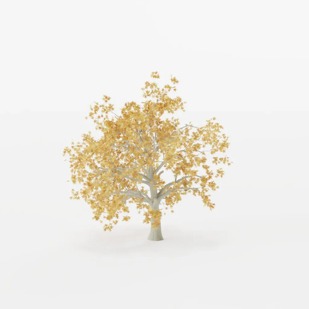 Autumn Maple Tree