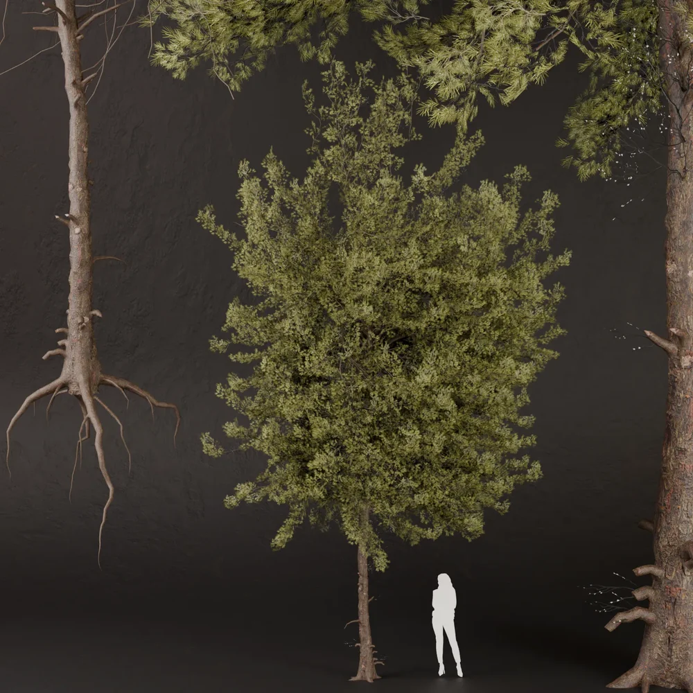 Sj-Shadowed Pine Monarch