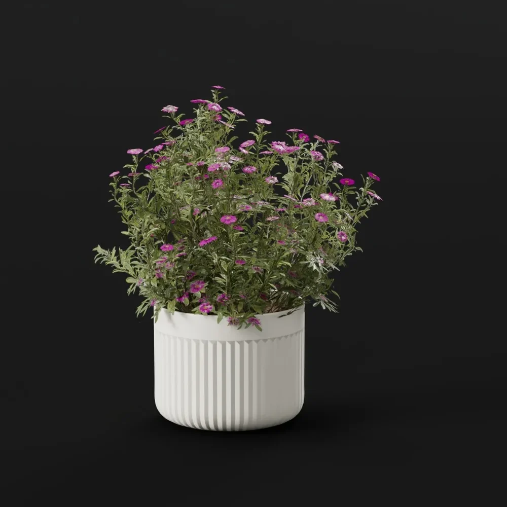 Flower Aster Potted
