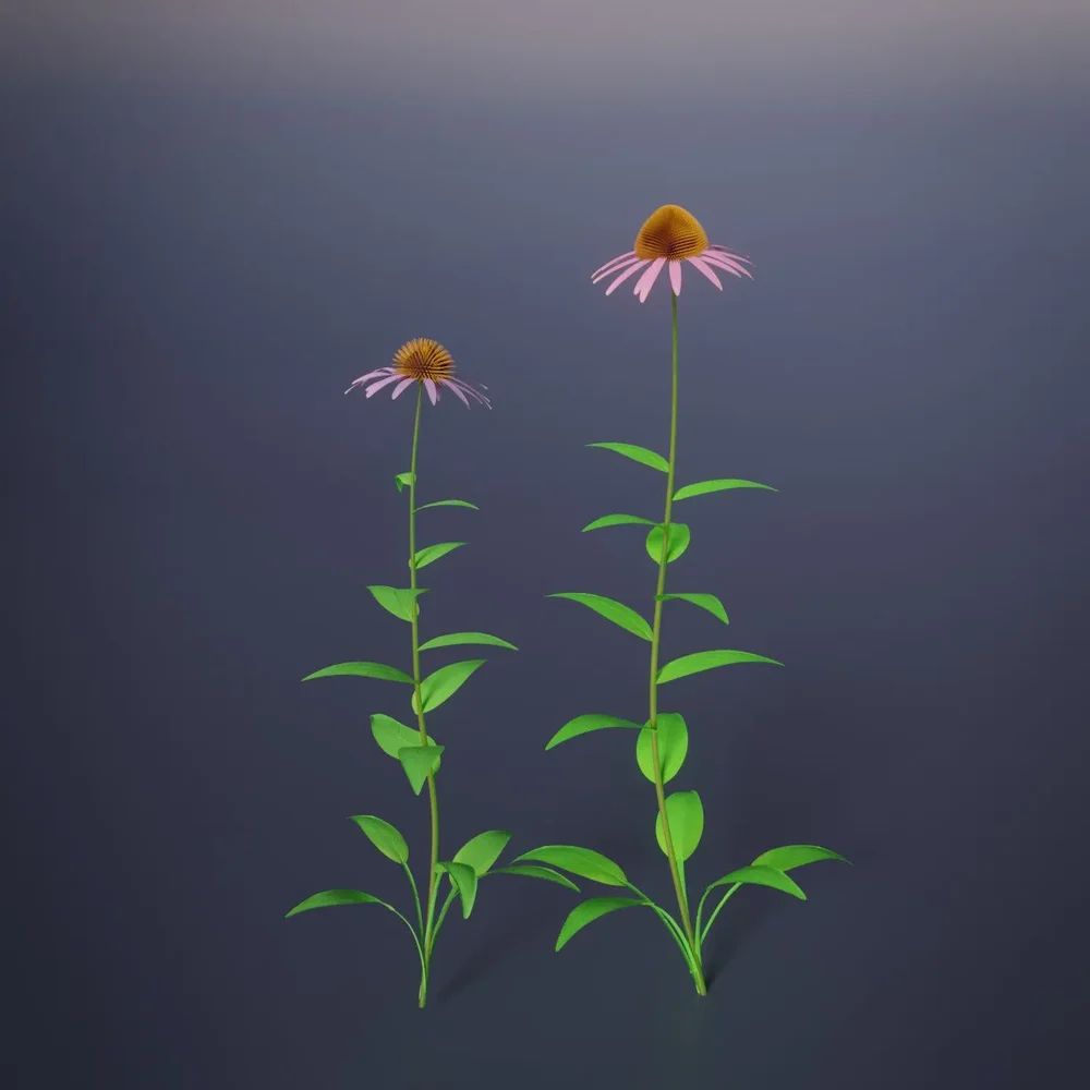 Echinacea Purpurea