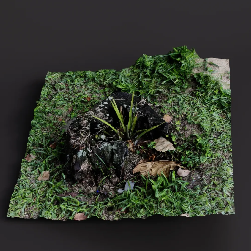 Old Tree Stump