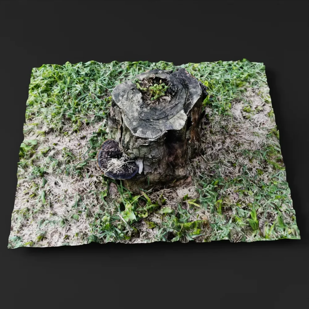 Cut Tree Trunk