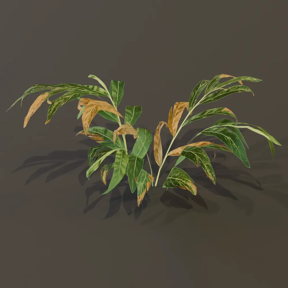 Alpania Galanga Small