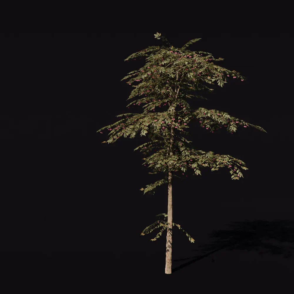 Tree Cherry B2 Medium