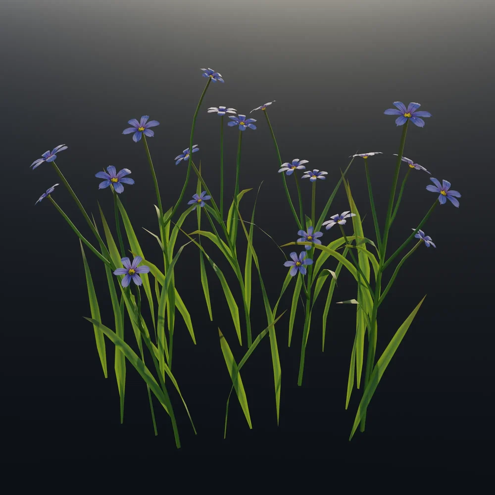 Blue Eyed Grass Wild Flower