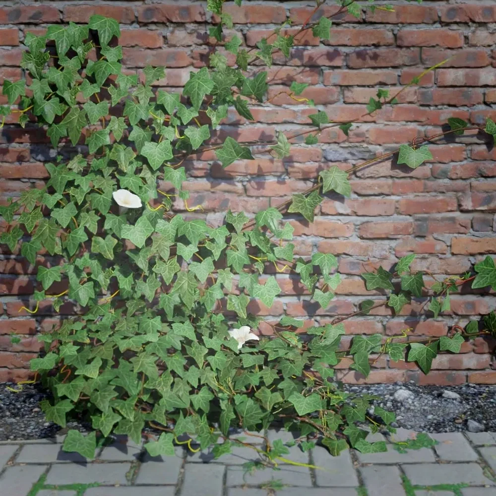 Ivy Creeper Edge 2m 01 01