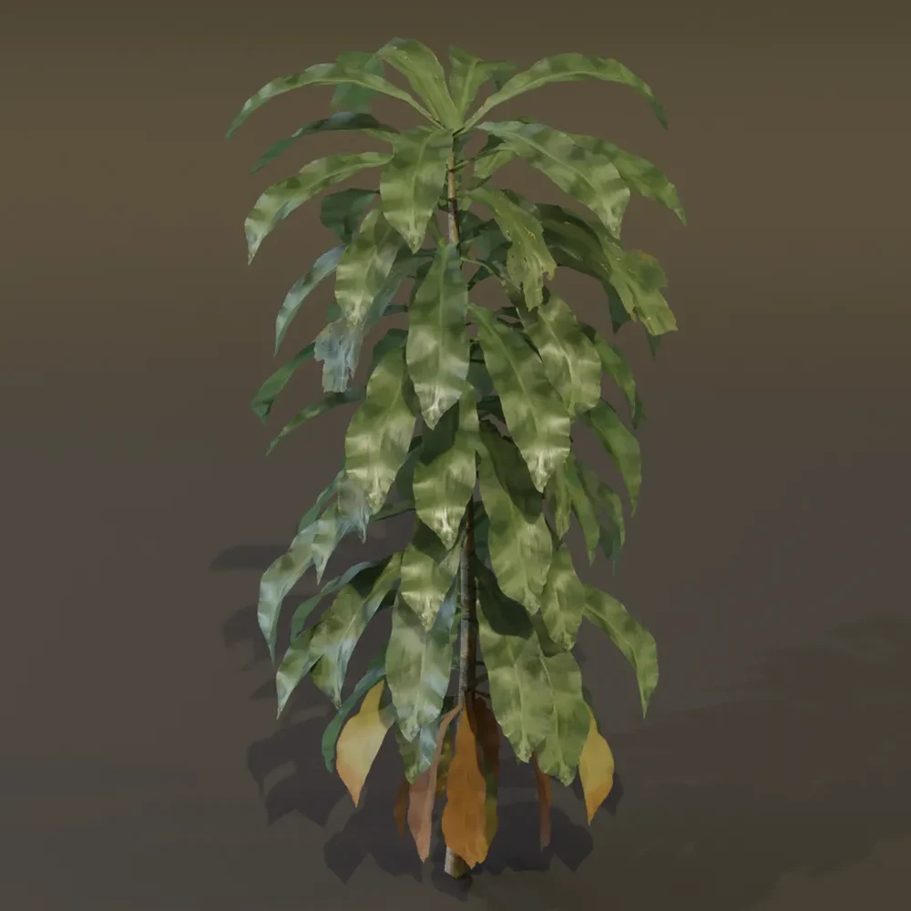 Dracaena Corn Plant Large