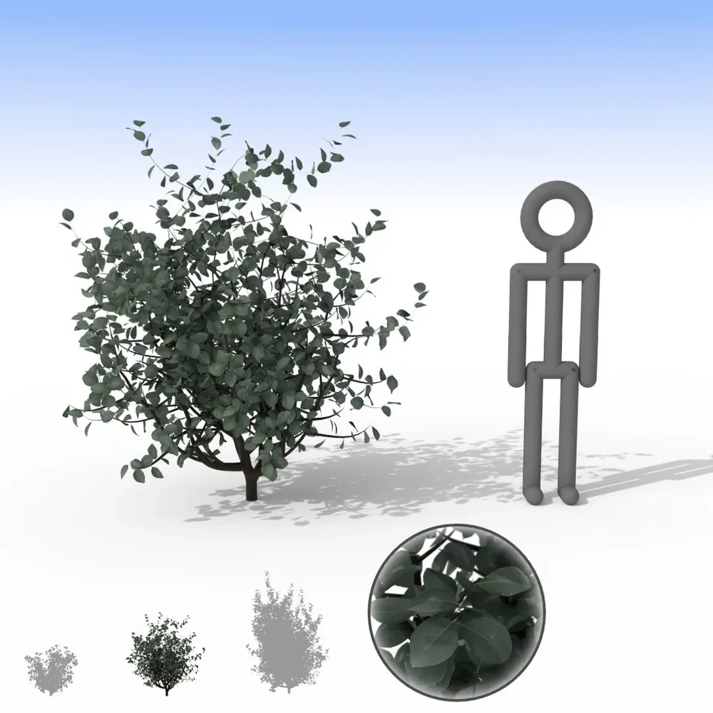 Smoky Grey Bush - Medium