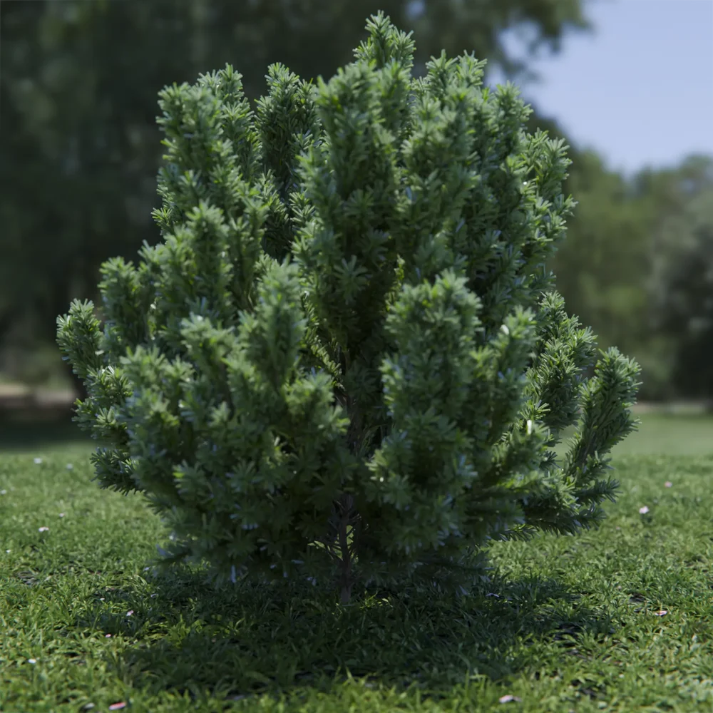 Plant Catherine Elizabeth