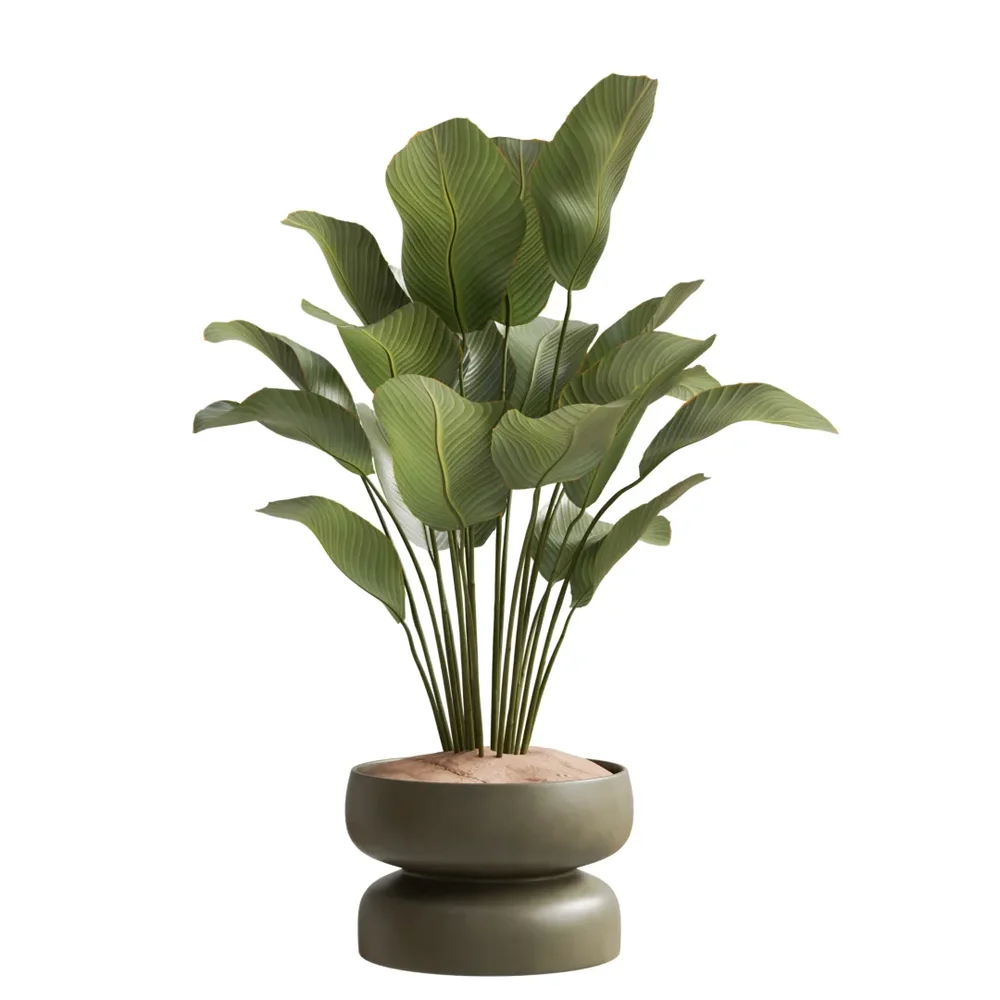 Indoor Plant - Cuban Cigar