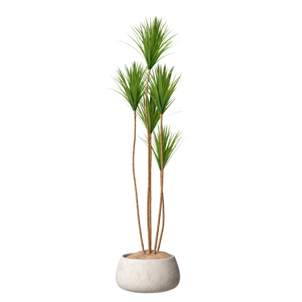 Indoor Plant Yucca Elephantipes