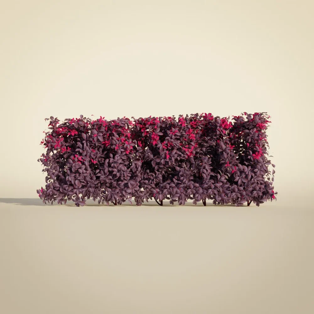 Barberry Trimmed