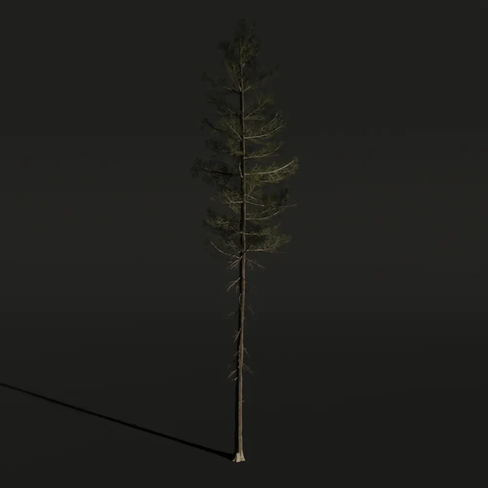 Tree Lodgepole Pine A2