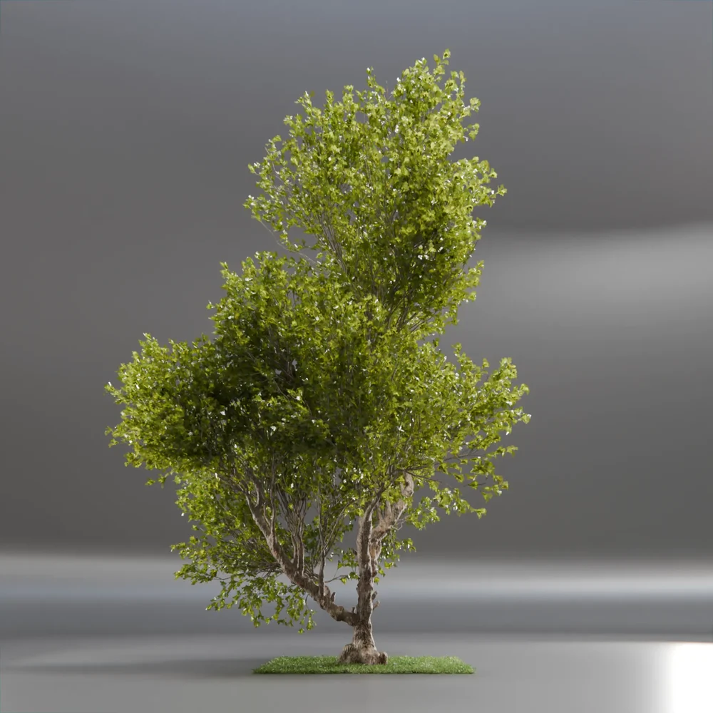 Tree Jungle Animated
