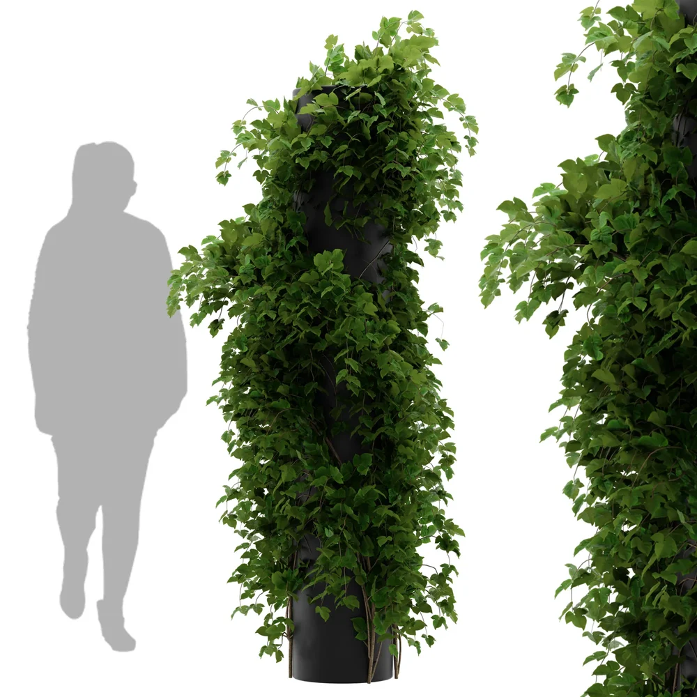 Simple Ivy Column Plant