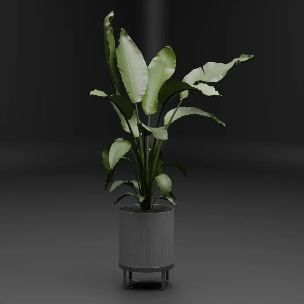 Bird Of Paradise Plant Pot