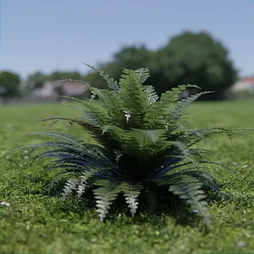 Polystichum Munitum