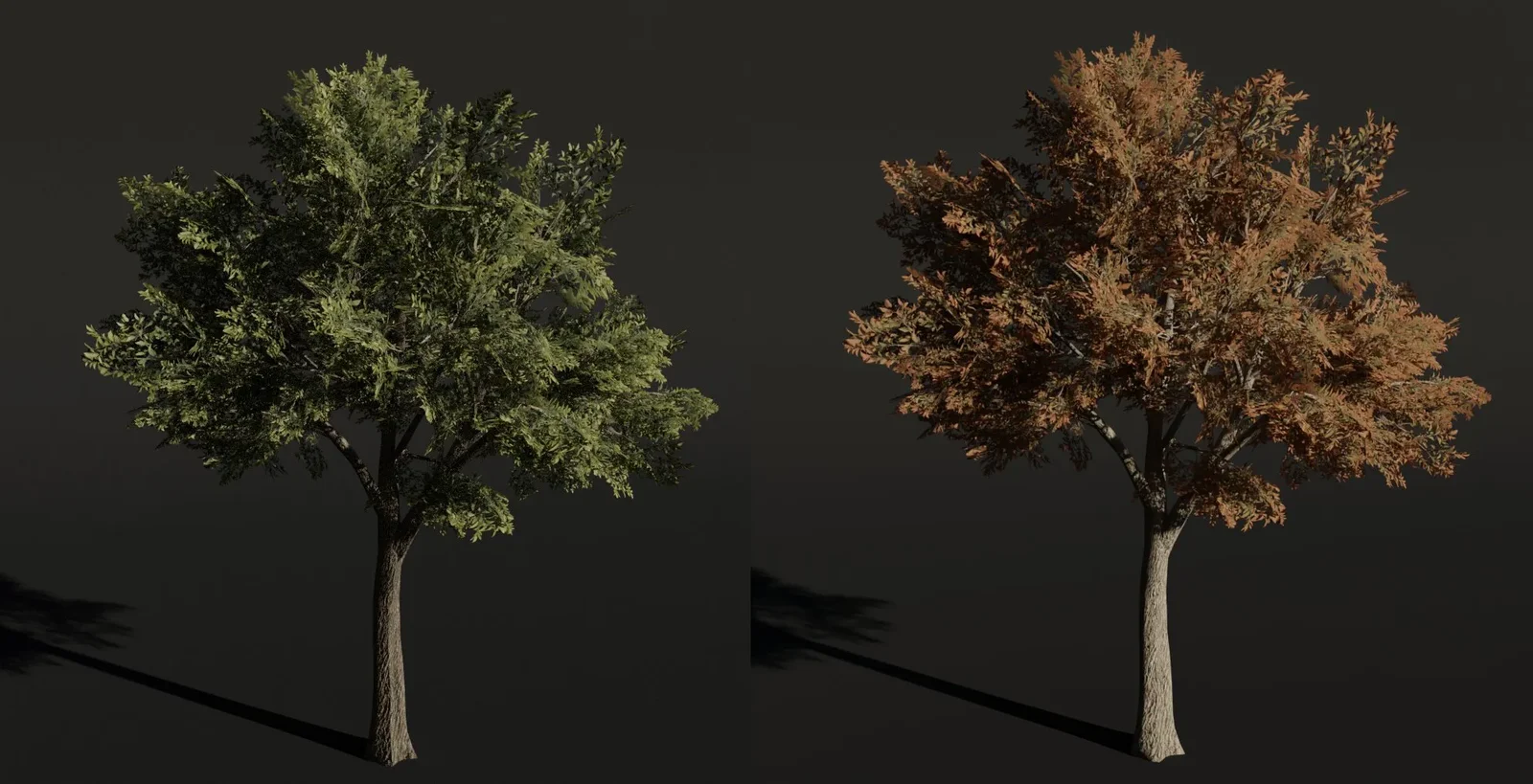 Tree Siberian Elm B1