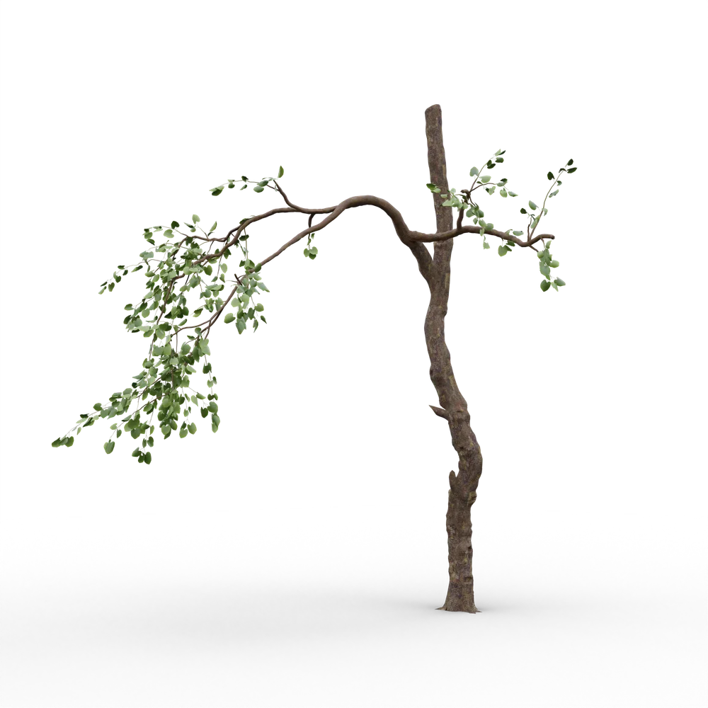 Old Tree V1