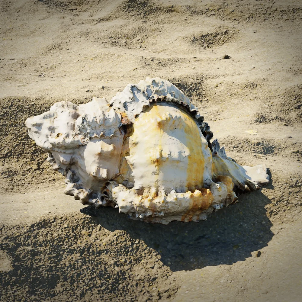 Small Seashell